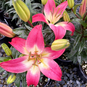 Lilium ‘Tiny Diamond’ has pink flowers.