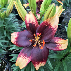 Lilium ‘Tiny Epic’ has burgundy flowers.