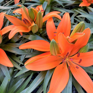 Lilium 'Tiny Invader' has orange flowers.