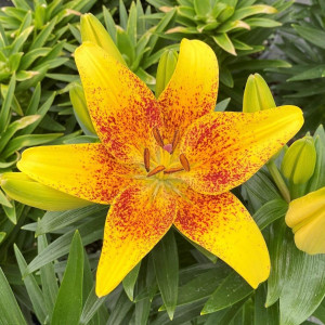 Lilium 'Tiny Nugget' has yellow flowers.