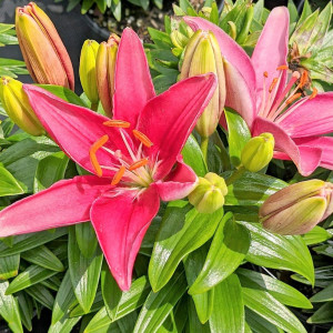 Lilium Tiny Pearl has pink flower