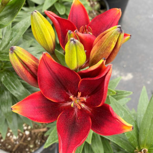 Lilium 'Tiny Rocket' has red flowers.