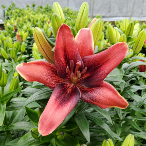 Lilium 'Tiny Shadow' has red flowers.