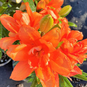 Lilium Tiny Double you has orange flowers