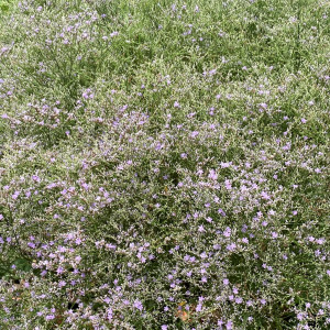 Limonium latifolium has blue flowers