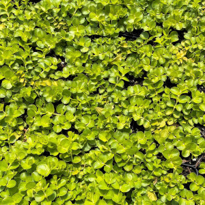 Lysimachia num. ‘Aurea’ or Creeping Jenny has chartreuse foliage.