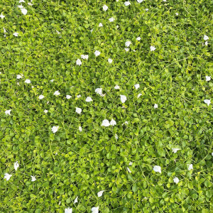 Mazus repatans Albus has white flowers