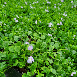 Mazus reptans has purple-blue flowers.