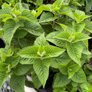 Monarda Fireball has red flowers