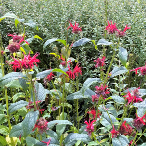 Monarda Jacob Cline has red flowers