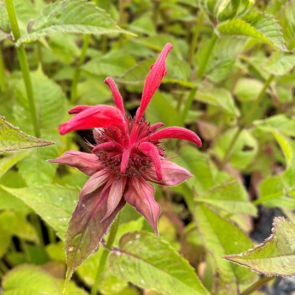 Monarda Judith Fancy Fuchsia has red flowers