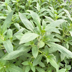 Monarda punctata has purple flowers