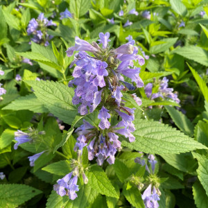 Nepeta Blue Prelude has blue flowers