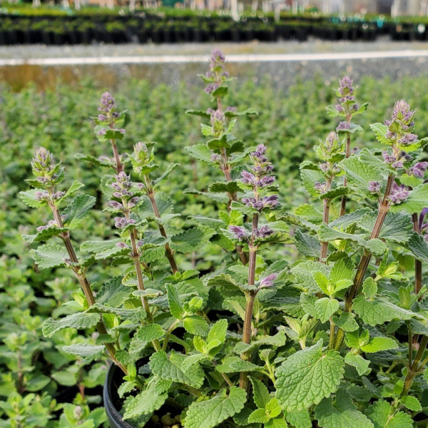 Nepeta ‘Blue Wonder’ or Catmint has green foliage.