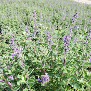 Nepeta ‘Junior Walker’ or Catmint has purple flowers.