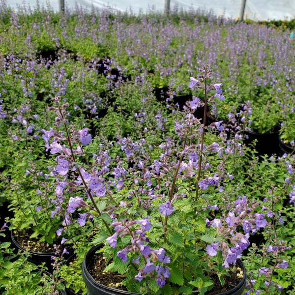 Nepeta ‘Kitten Around’ or Catmint has purple flowers.