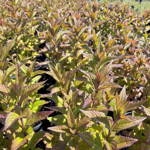 Nepeta ‘Neptune’ has chartreuse-red foliage.