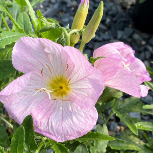 Oenothera ‘Siskiyou’ has pink flowers.