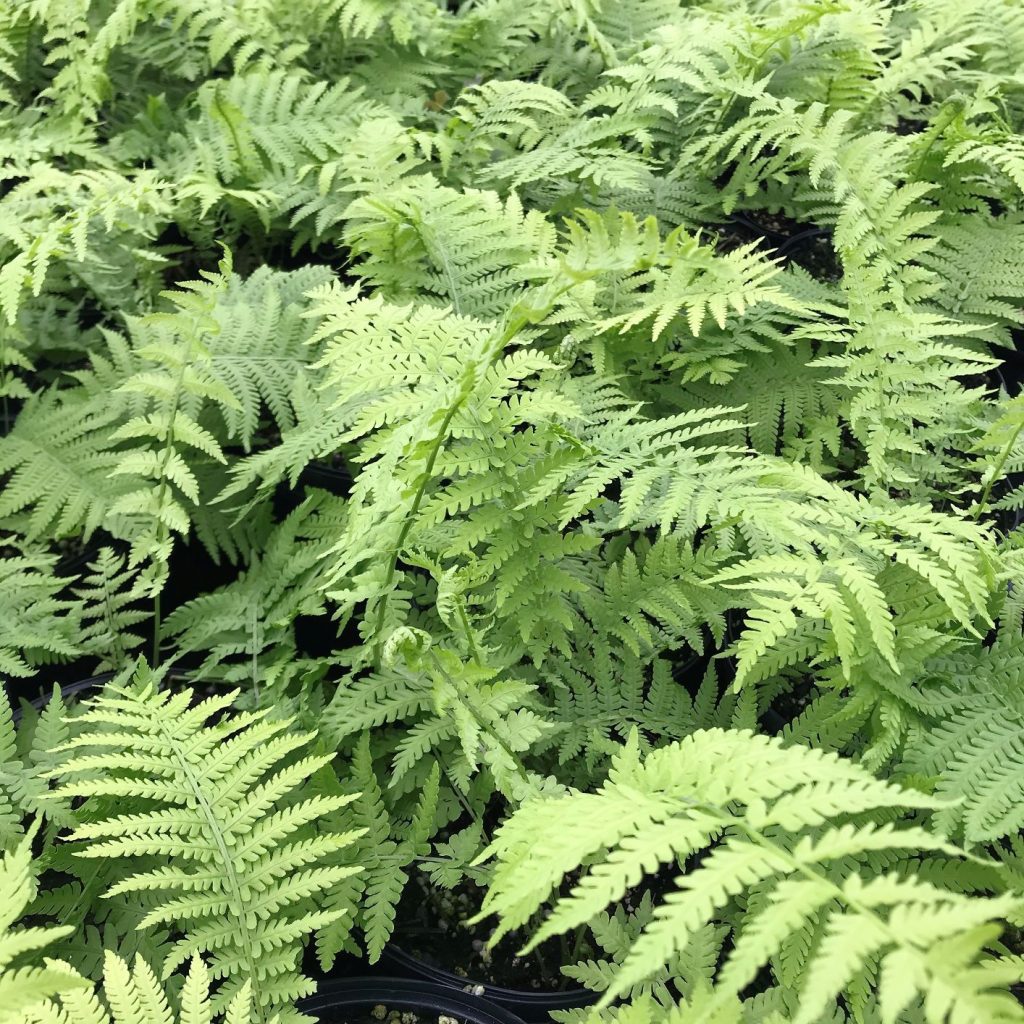 Matteuccia struthiopteris (Ostrich Fern) - Cavano's Perennials