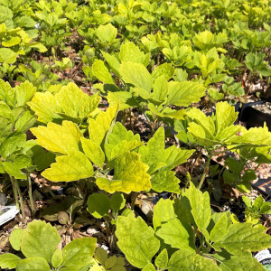 Pachysandra procumbens or Allegheny Spurge has green foliage.