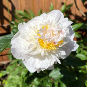 Paeonia ‘Honey Gold’ or Peony has white flowers.