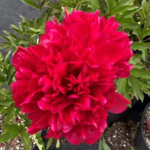 Paeonia ‘Many Happy Returns’ or Peony has red flowers.