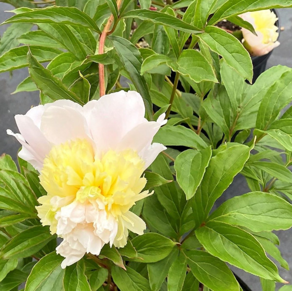 Paeonia Primevera has yellow and cream flowers
