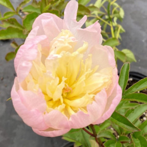 Paeonia Raspberry Sundae has pink and cream flowers