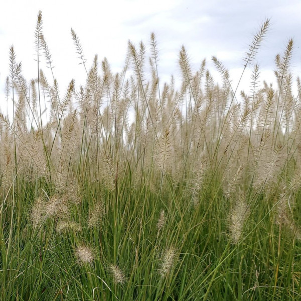 Pennisetum ‘Hameln’ or Dwarf Fountain Grass has tan flowers.