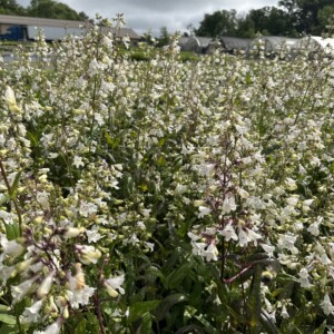 Penstemon digitalis (Beardtongue)