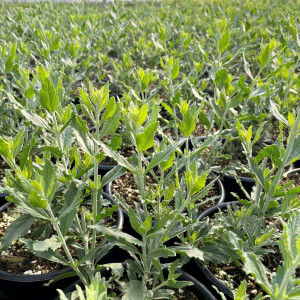 Perovskia ‘Little Spire’ or Russian Sage has silver foliage.