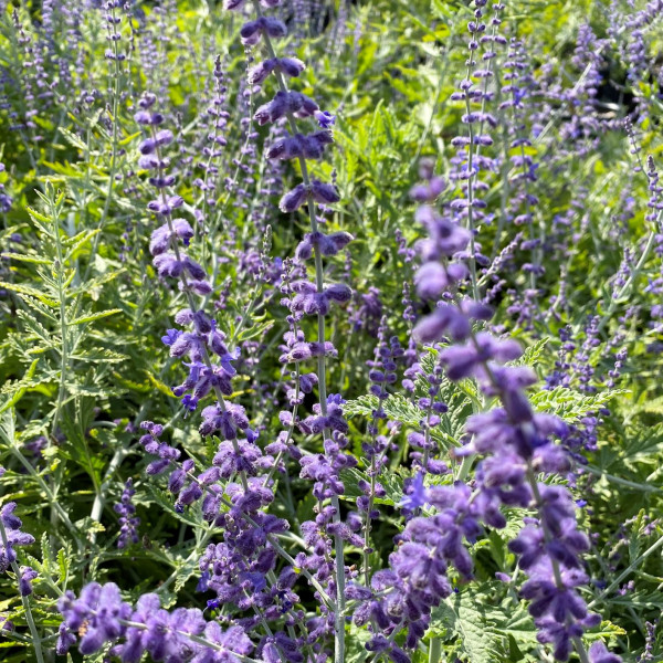 Perovskia atripifolia has purple flowers