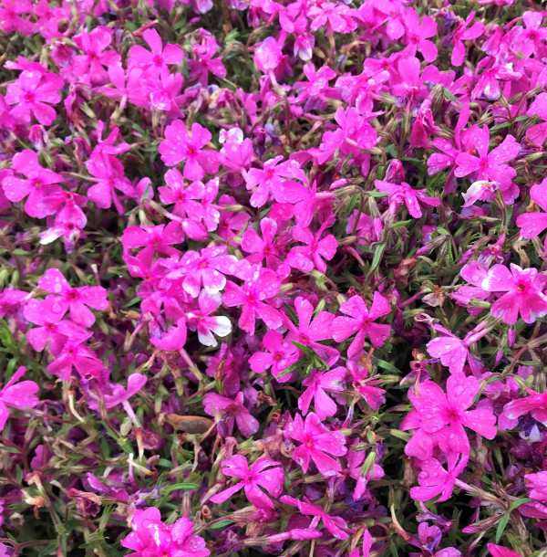 Phlox subulata ‘Drummond’s Pink’ or Moss Phlox has pink flowers.