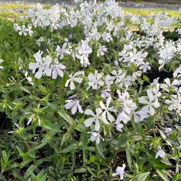 Phlox divaricata ‘May Breeze’ or Woodland Phlox has white flowers.