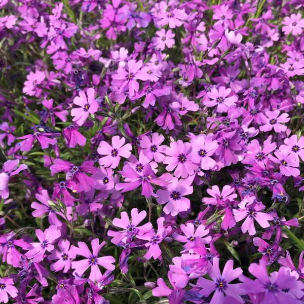 Phlox subulata ‘Purple Beauty’ or Moss Phlox has pink-purple flowers.