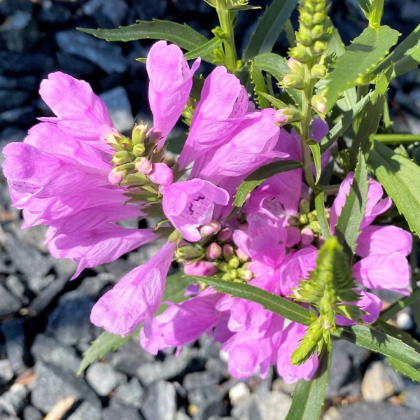 Physostegia Vivid has pink flowers