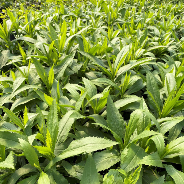 Physostegia ‘Vivid’ or Obedient Plant has green foliage.