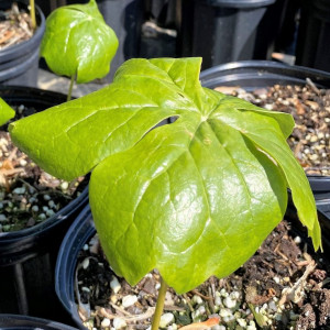 Podophyllum peltatum or Mayapple has green foliage.