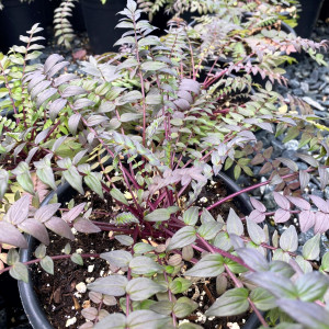 Polemonium ‘Purple Rain Strain’ or Jacob’s Ladder has purple-green foliage.