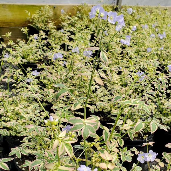 Polemonium ‘Stairway to to Heaven’ or Jacob’s Ladder has variegated foliage.