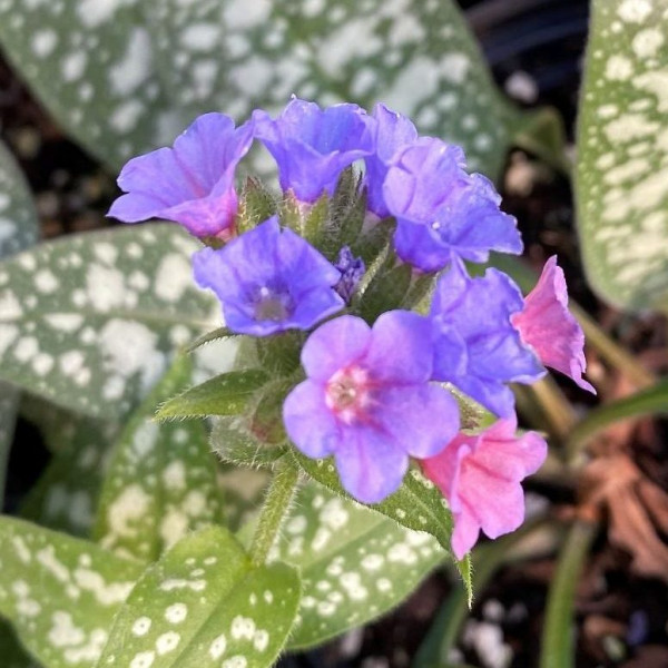Pulmonaria ‘Trevi Fountain’ or Lungwort has purple and pink flowers.