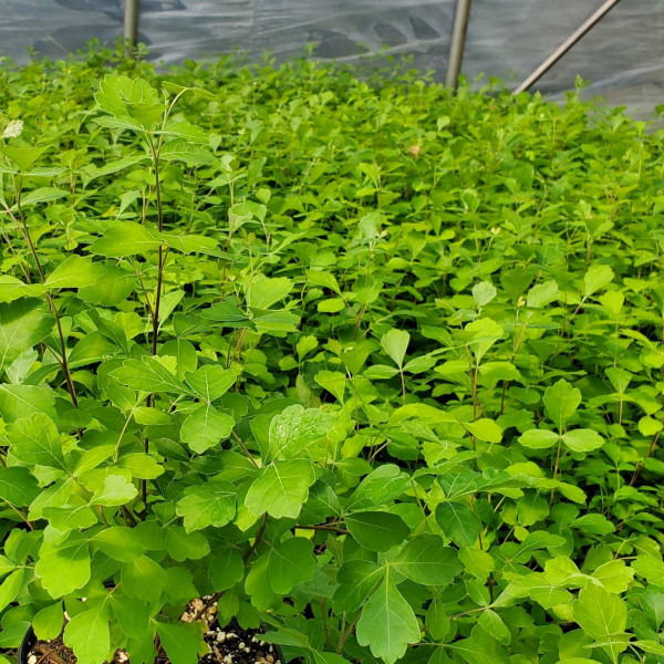 Rhus aromatics ‘Gro-low’ Or Dwarf Fragrant Sumac has green foliage.