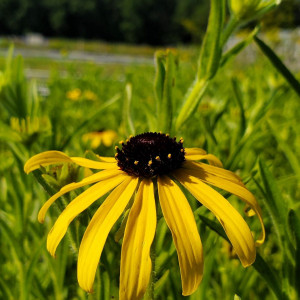 Rudbeckia missouriensis has yellow flowers.