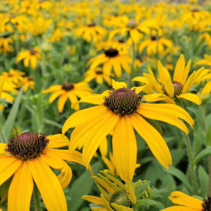 Rudbeckia American Gold Rush has yellow flowers