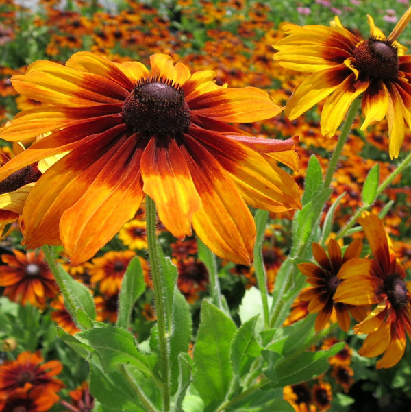 Rudbeckia Autumn Colors has Orange and red flowers