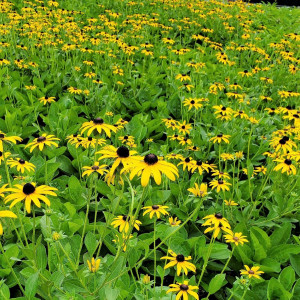 Rudbeckia fulgida var. deamii or Black Eyed Susan has yellow flowers.