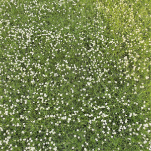 Sagina subulata has white flowers