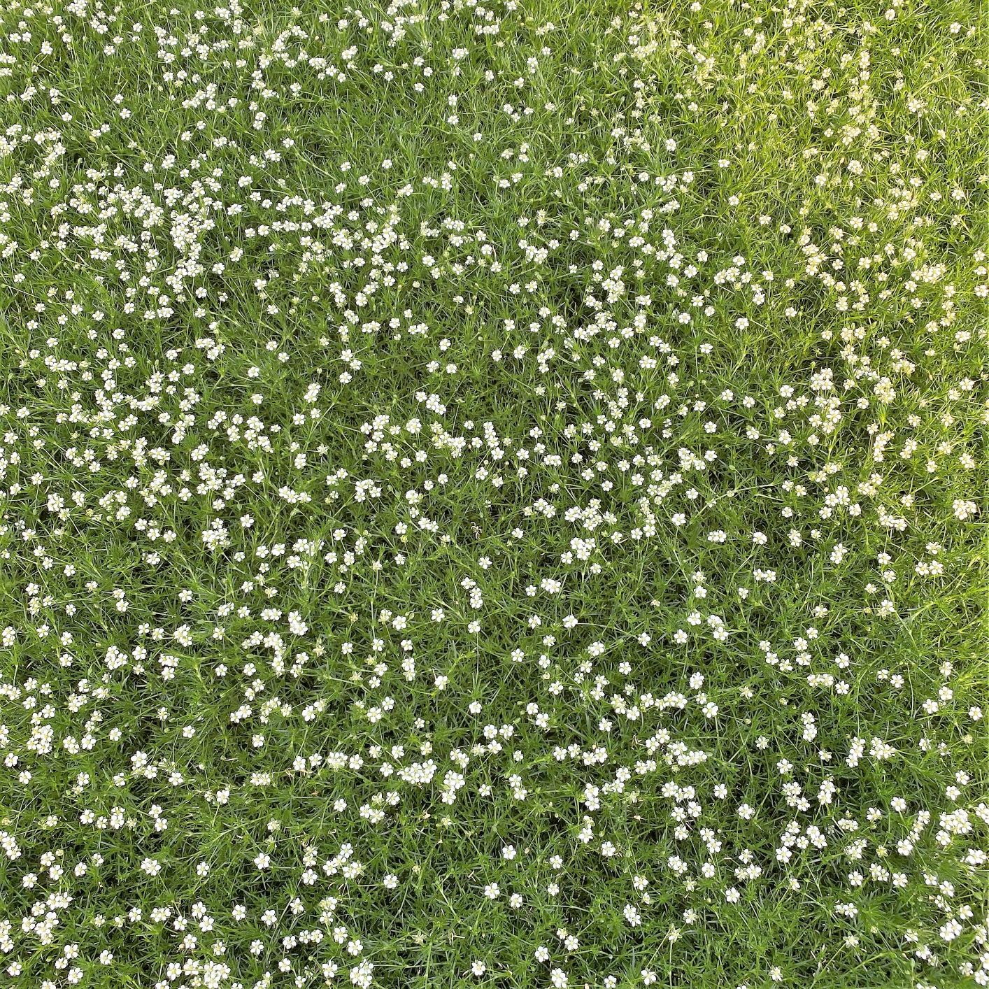 Sagina subulata (Irish Moss) - Cavano's Perennials