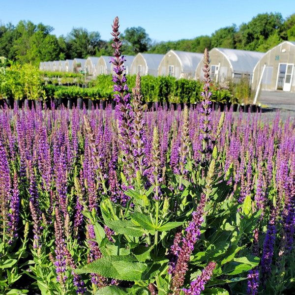 Salvia ‘East Friesland’ has purple flowers.