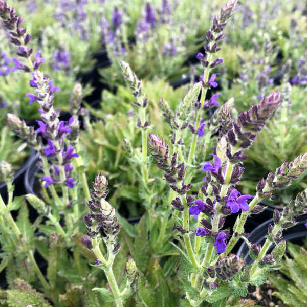 Salvia ‘Marcus’ has purple flowers.